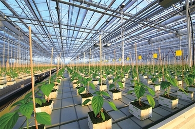 東方城鄉(xiāng)報(bào)數(shù)字報(bào)刊平臺(tái)-上海參展農(nóng)業(yè)科技成果