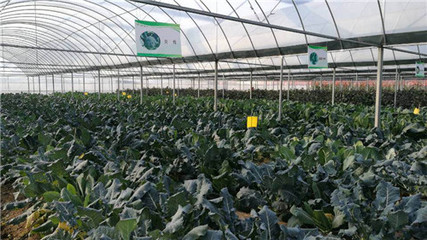 &ldquo;科技+&rdquo;助力揚州&ldquo;菜籃子&rdquo;:現(xiàn)代農(nóng)業(yè)產(chǎn)業(yè)技術研究院落戶槐泗