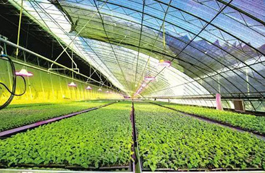 農(nóng)小蜂BEEDATA-專注于農(nóng)業(yè)產(chǎn)業(yè)的數(shù)據(jù)服務平臺