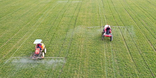 農(nóng)業(yè)農(nóng)村部啟動(dòng)冬小麥 科技?jí)衙?和大豆玉米帶狀復(fù)合種植技術(shù)服務(wù)活動(dòng)