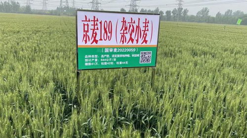 農(nóng)業(yè)新質(zhì)生產(chǎn)力看北京 煥新品種 擎動(dòng)未來