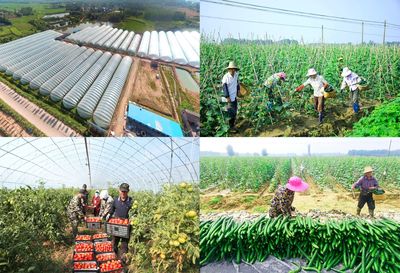 湖北領尚:插上科技翅膀 助力鄉村振興