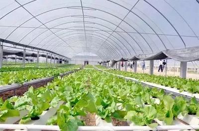 【政策解讀】農(nóng)業(yè)農(nóng)村部關(guān)于發(fā)展現(xiàn)代設(shè)施農(nóng)業(yè)的指導(dǎo)意見