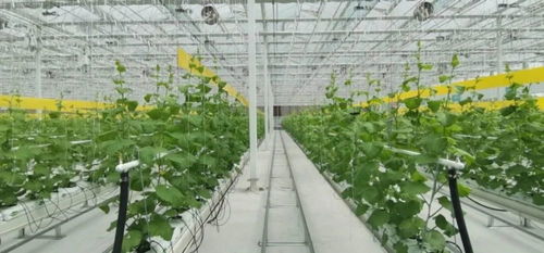 海爾卡奧斯 如何用工業(yè)的方式服務(wù)農(nóng)業(yè)