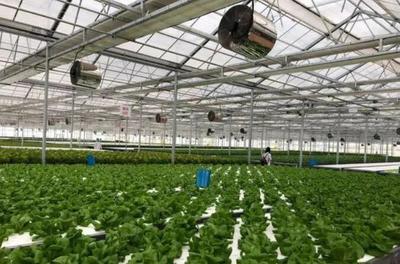 補(bǔ)貼上百萬!數(shù)字農(nóng)業(yè)工廠:智能化、自動化的農(nóng)業(yè)生產(chǎn)新模式